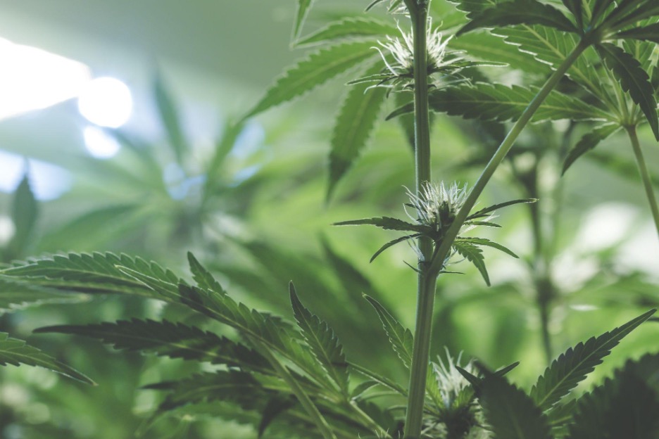 California Weed Growing Laws