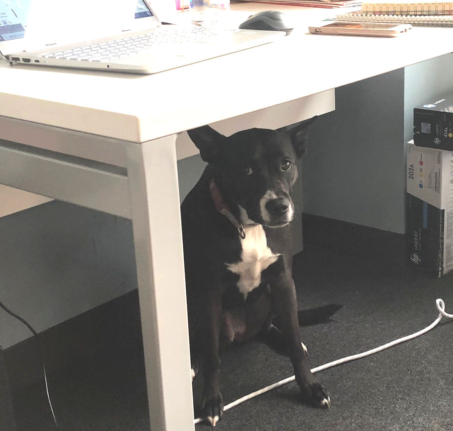 About Our Mascot at FastFilings