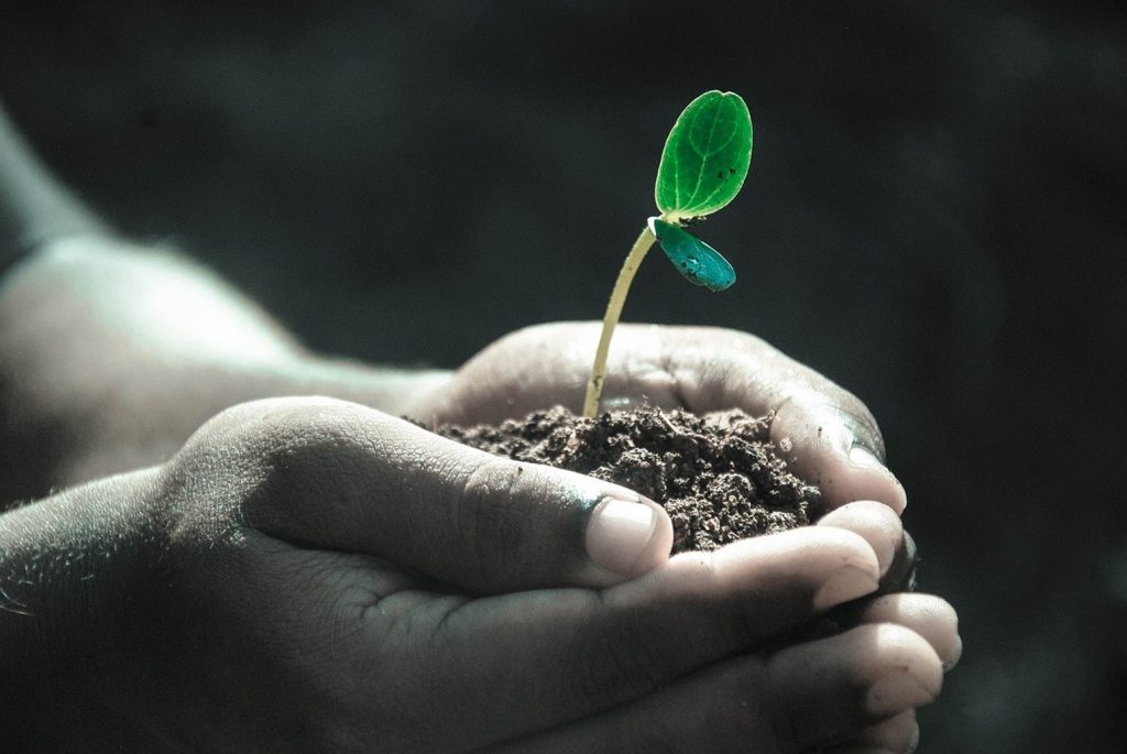Baby Plant Growing in Dirt in Someones Hand